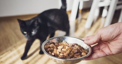 Cats fed once a day are more satisfied, study suggests